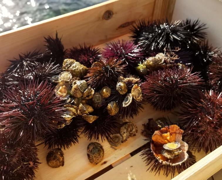 Fresh sea urchins and shellfish collected for breakfast